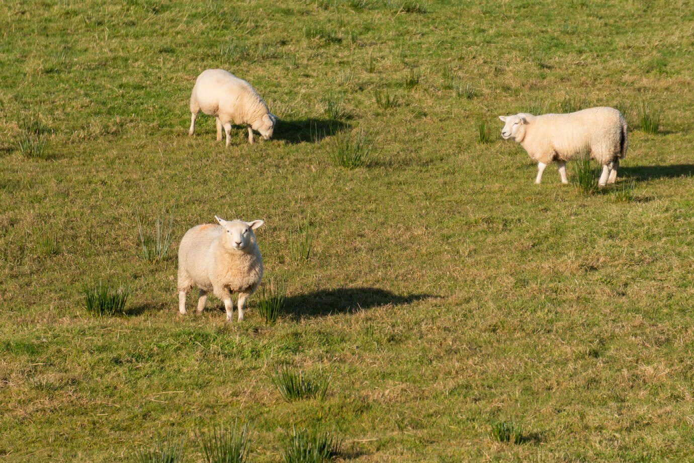 group-sheep-green-meadow-northern-ireland_181624-40435